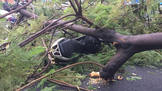 Gió quật ngã cây xanh ở Công trường Mê Linh, đè bị thương 2 người-1