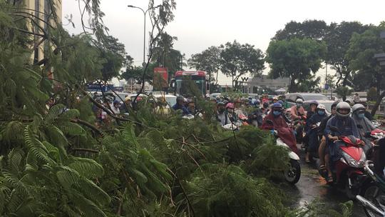 Gió quật ngã cây xanh ở Công trường Mê Linh, đè bị thương 2 người-2