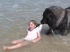 Lo chủ tắm biển nguy hiểm, chú chó kiên quyết 'kéo xềnh xệch' lên bờ