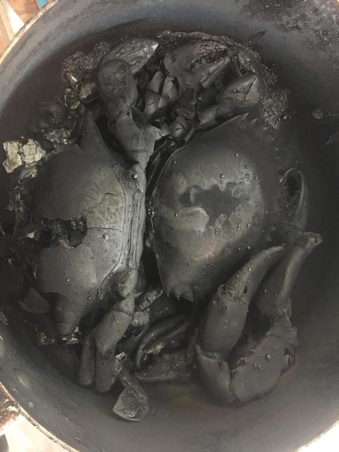 Hãi hùng tận thấy món cua bóng đêm, tất cả chỉ do một phút lơ là vì... não cá vàng-1