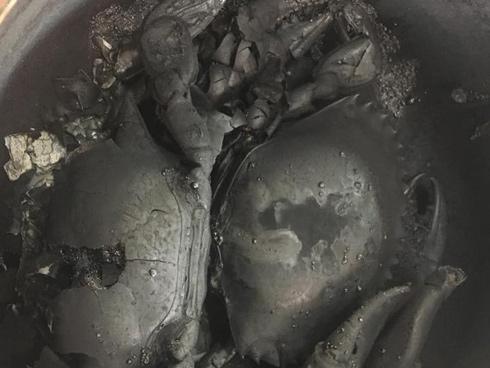 Hãi hùng tận thấy món 'cua bóng đêm', tất cả chỉ do một phút lơ là vì... 'não cá vàng'