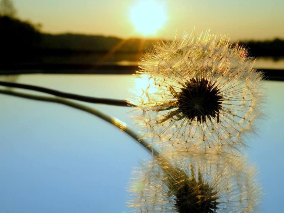 Tuổi Dần tài lộc cầu được ước thấy, tuổi Dậu cần quân sư gỡ rối trong ngày thứ Năm 16/8/2018-4