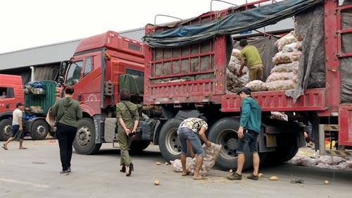 Mua hành tây, cà rốt Trung Quốc được bao giấy tờ chứng minh đồ Đà Lạt