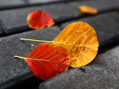 Tuổi Dần kiếm bộn tiền, tuổi Dậu nên học cách buông bỏ trong ngày 21/8/2018