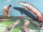 Đại gia Việt 'săn' thủy quái lớn nhất thế giới về thả ao chơi vui