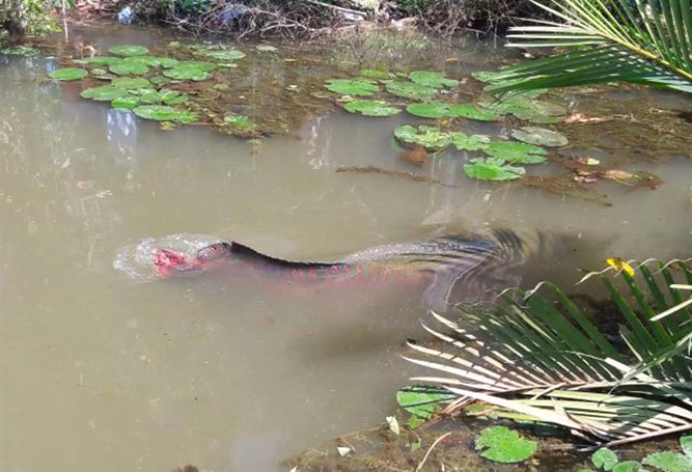 Đại gia Việt săn thủy quái lớn nhất thế giới về thả ao chơi vui-2