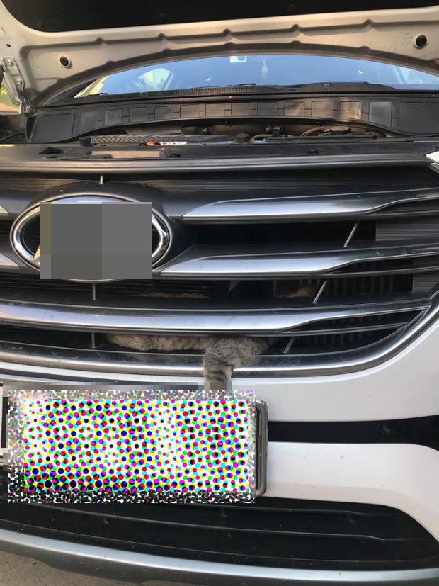 Chú mèo ưa mạo hiểm chui vào đầu xe ô tô phượt 0 đồng từ Yên Bái lên Lào Cai-1