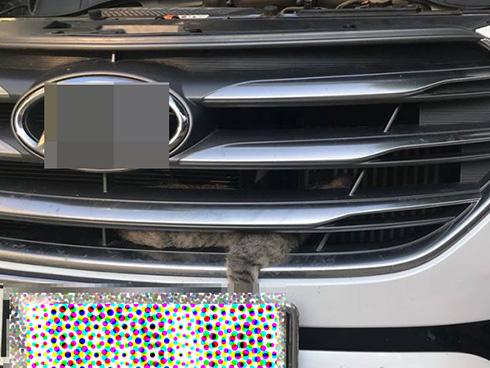 Chủ đi vắng, chú mèo vằn canh giờ hàng xóm đi học về rồi sang ăn nhờ ở đậu-2