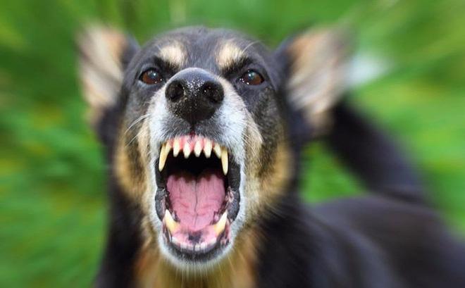 Con chó béc giê được xem là loài chó độc nhất vô nhị có dáng vẻ độc đáo và đặc biệt. Hãy chiêm ngưỡng hình ảnh của chúng và khám phá sự khác biệt đặc biệt của loài chó này.