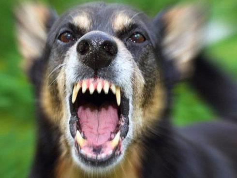 Bé gái 31 tháng tuổi bị chó cắn nát mặt-3