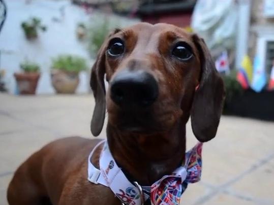 Xem ngay chú chó tiên tri dự đoán trận u23 Việt Nam và Hàn Quốc