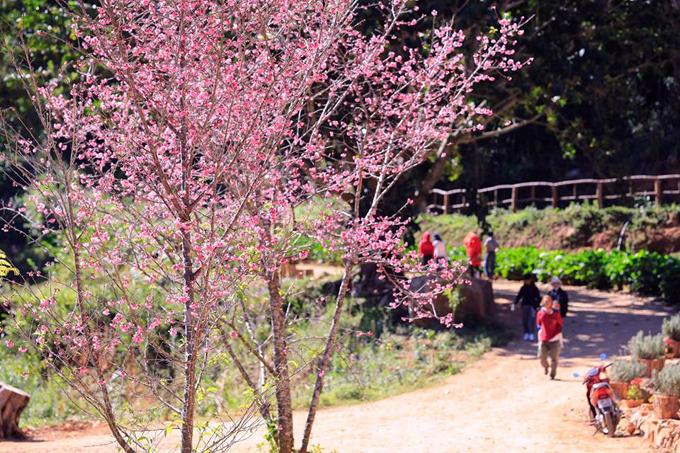 Những điểm vui chơi chất phát ngất liên tục ra lò ở Đà Lạt-4