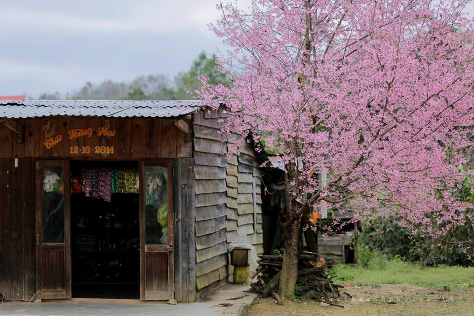 Đi khắp hang cùng ngõ hẻm Đà Lạt ngắm mai anh đào-7