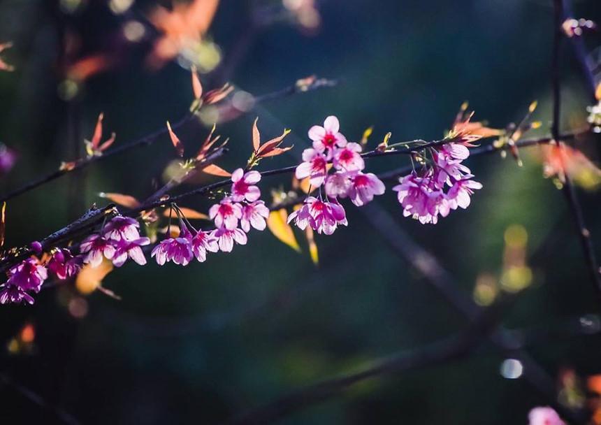 Đi khắp hang cùng ngõ hẻm Đà Lạt ngắm mai anh đào-9