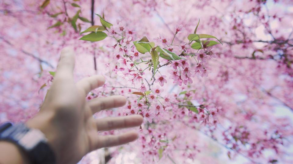 Đi khắp hang cùng ngõ hẻm Đà Lạt ngắm mai anh đào-10