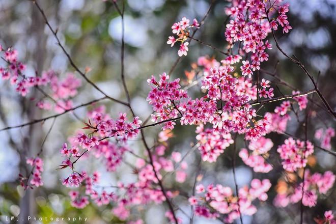 Lên Đà Lạt ngay bây giờ để không bỏ lỡ mùa hoa mai anh đào nở rộ-1