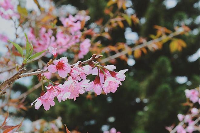 Lên Đà Lạt ngay bây giờ để không bỏ lỡ mùa hoa mai anh đào nở rộ-5