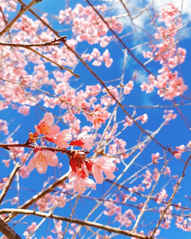 Lên Đà Lạt ngay bây giờ để không bỏ lỡ mùa hoa mai anh đào nở rộ-6