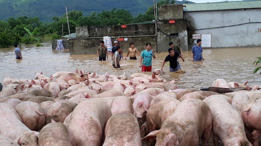 Video: Cứu hàng nghìn con lợn bì bõm trong cơn lũ-1