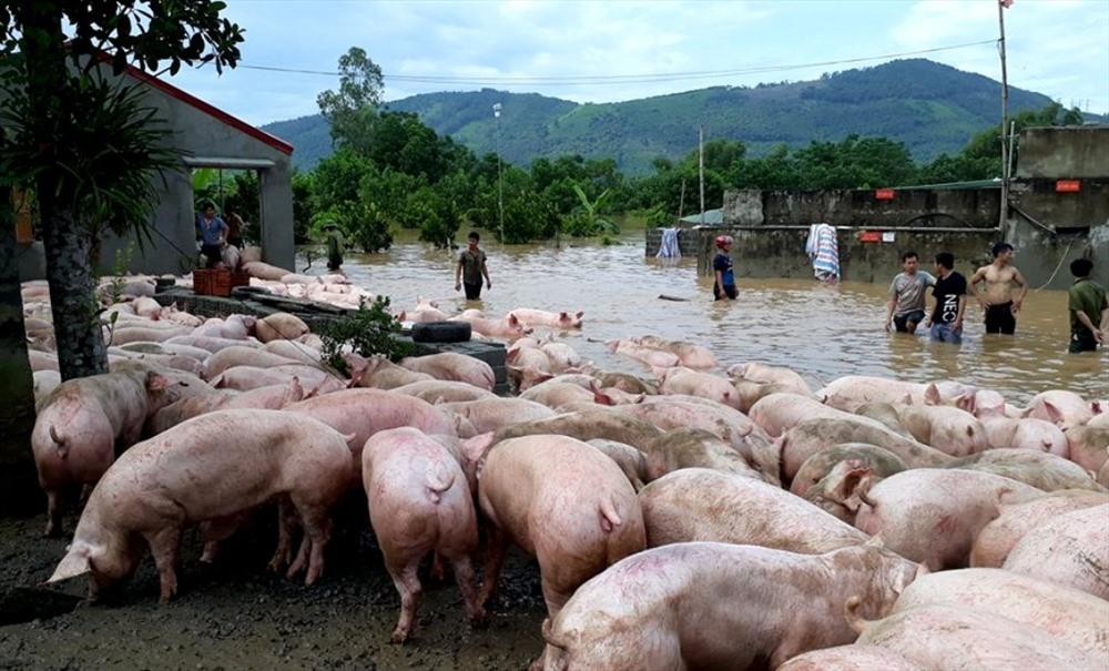 Video: Cứu hàng nghìn con lợn bì bõm trong cơn lũ-2