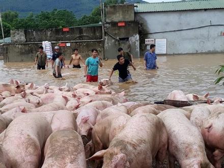 Video: Cứu hàng nghìn con lợn bì bõm trong cơn lũ