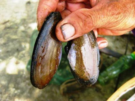 Thích mắt đặc sản tiến Vua phi cầu trắng nõn nà, tua dài xứ Thanh-1