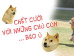 khoanh-khac-dang-yeu-den-rung-tim-cua-nhung-chu-cho-u-na-u-nan.jpg?width=150