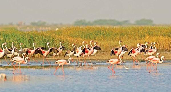 Sa mạc muối khổng lồ của Ấn Độ hút khách nhờ vẻ siêu thực-2