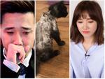 Không nỡ giết Hari Won, Trấn Thành đau khổ ngắm ảnh mèo cưng 3000 USD trước khi bị cạo lông-9