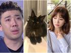 Không nỡ 'giết' Hari Won, Trấn Thành đau khổ ngắm ảnh mèo cưng 3000 USD trước khi bị cạo lông