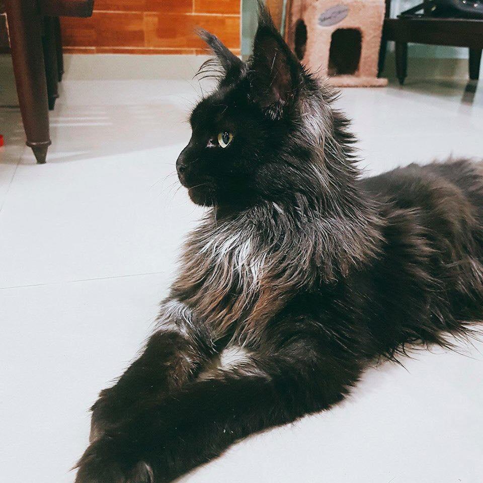 Không nỡ giết Hari Won, Trấn Thành đau khổ ngắm ảnh mèo cưng 3000 USD trước khi bị cạo lông-5