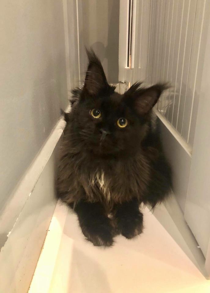 Không nỡ giết Hari Won, Trấn Thành đau khổ ngắm ảnh mèo cưng 3000 USD trước khi bị cạo lông-6