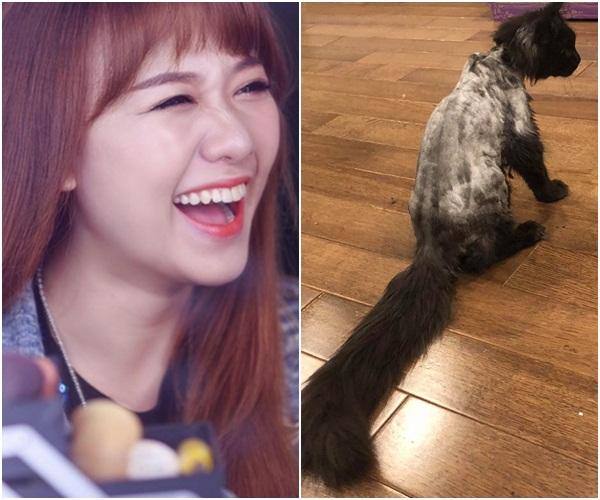 Sau khi cạo trụi lông mèo cưng 3.000 USD, Hari Won quay clip khoe nó ok lắm dù Trấn Thành uất ức khóc không ra tiếng-2