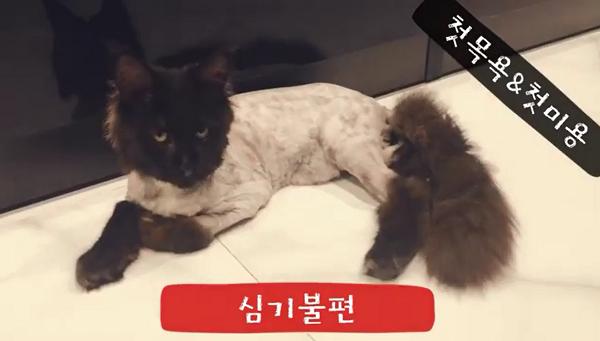 Sau khi cạo trụi lông mèo cưng 3.000 USD, Hari Won quay clip khoe nó ok lắm dù Trấn Thành uất ức khóc không ra tiếng-5