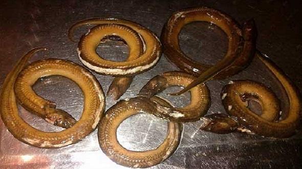 Bí ẩn về ca sinh nở kỳ lạ nhất thế giới, làm mẹ khi 5 tuổi-6