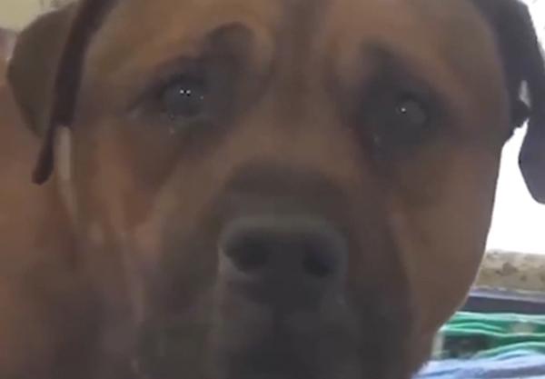 Clip cảm động: Chú chó khóc trong tuyệt vọng khi nhận ra mình bị bỏ rơi gây sốt cộng đồng mạng-1