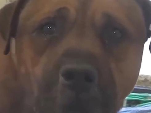 Clip cảm động: Chú chó khóc trong tuyệt vọng khi nhận ra mình bị bỏ rơi gây sốt cộng đồng mạng