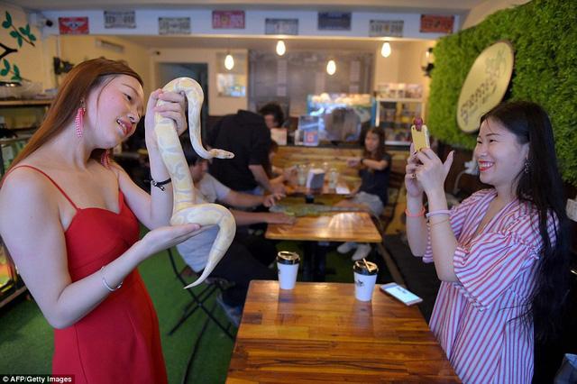 Đến quán cafe cảm giác mạnh: Chơi cùng rắn, bọ cạp và cự đà-4
