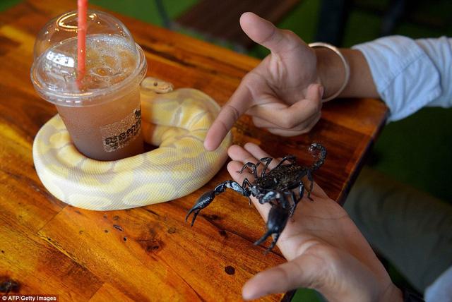 Đến quán cafe cảm giác mạnh: Chơi cùng rắn, bọ cạp và cự đà-6