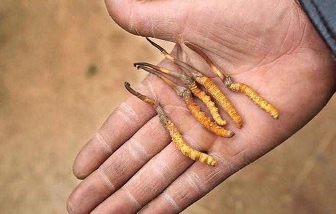 F0 mua tổ yến, đông trùng hạ thảo bồi bổ, có 1 điều cấm kỵ phải nhớ-2