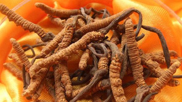 Thần dược 2 tỷ đồng/kg: Sự thật cú lừa thế kỷ khiến đại gia ngã ngửa-3