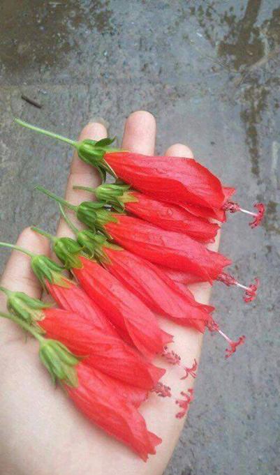 Các món ăn vặt khiến thế hệ 8x bồi hồi nhớ về tuổi thơ dữ dội-2