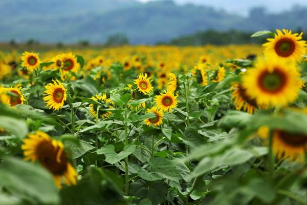 Tử vi thứ Năm ngày 13/9/2018 của 12 cung hoàng đạo-5