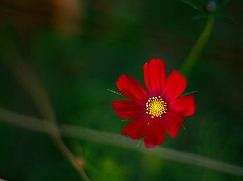 Tử vi thứ Năm ngày 13/9/2018 của 12 cung hoàng đạo-4