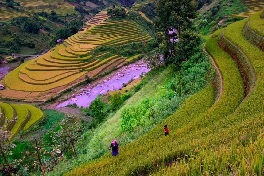 5 điểm săn lúa chín không nên bỏ lỡ ở Mù Cang Chải-4