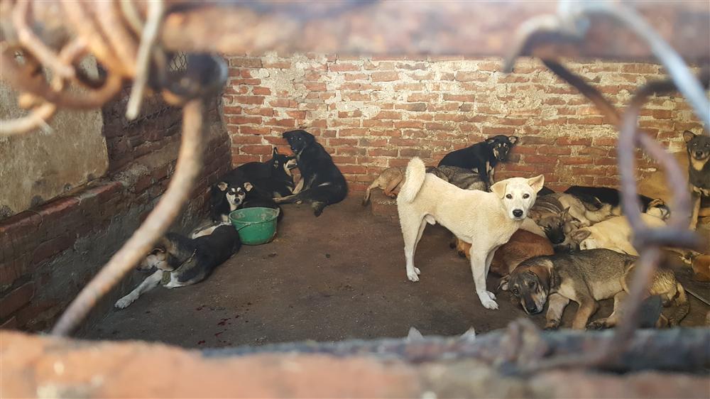 Chủ lò mổ chó lãi đậm bất ngờ tiết lộ nguyên nhân bỏ nghề-2