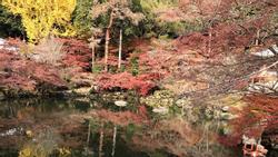 Mùa thu lá đỏ ở Nhật Bản đẹp đến ngẩn ngơ lòng người