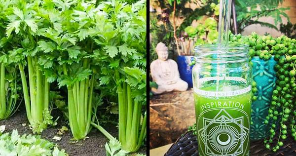 10 thực phẩm giúp giảm tích nước, hỗ trợ giảm cân nhanh-4