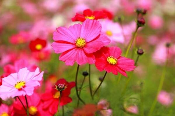 Tử vi của 12 cung hoàng đạo thứ Sáu ngày 21/9/2018: Bảo Bình tâm trạng bất an, chán việc-3