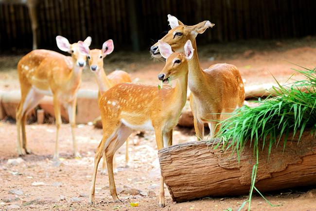 Chơi gì, xem gì khi tới Bangkok? Đừng bỏ qua những gợi ý hấp dẫn này!-14